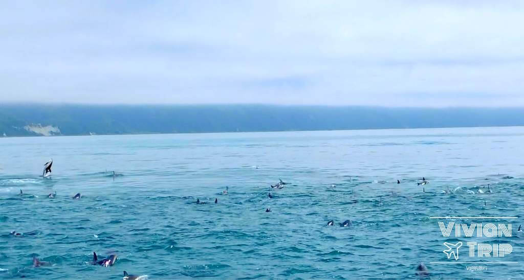 凱庫拉 Kaikoura 賞海豚