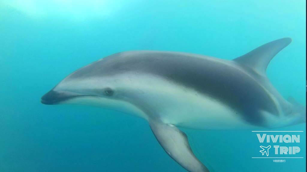 凱庫拉 Kaikoura 賞海豚