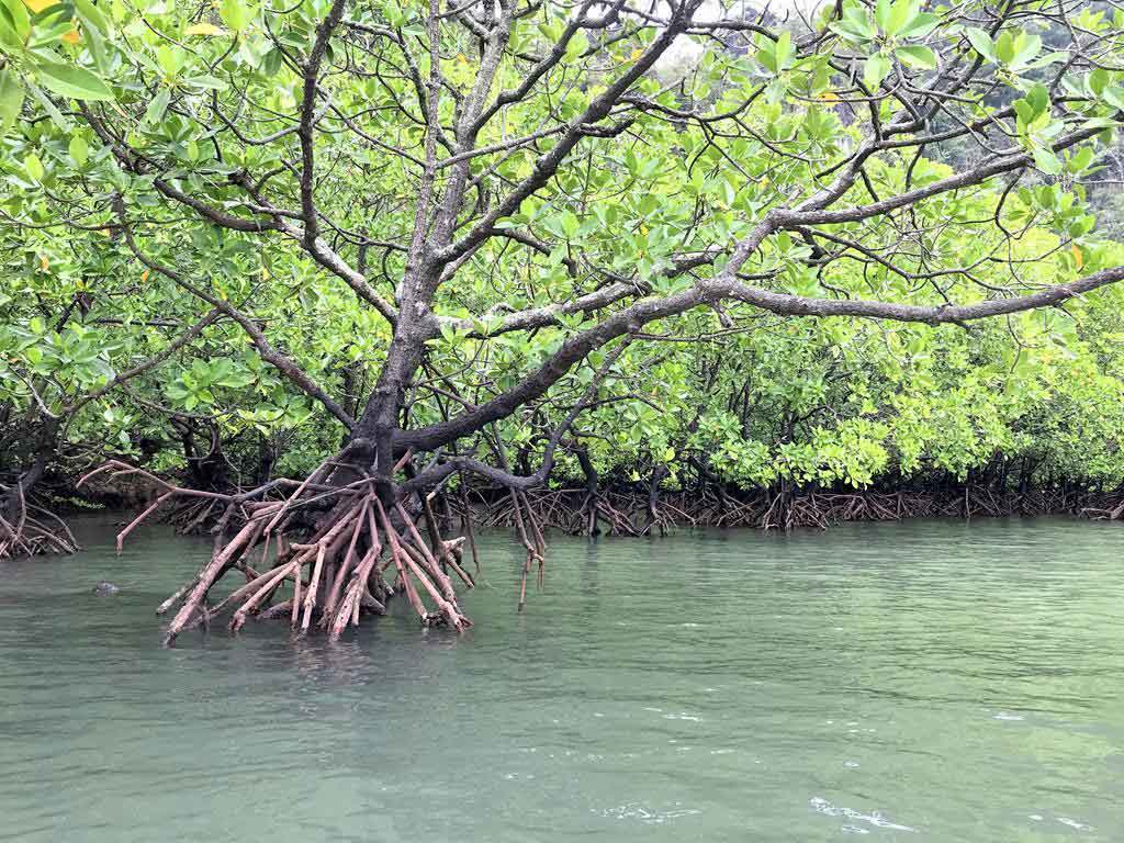 mangrove-kayak-trip-krabi