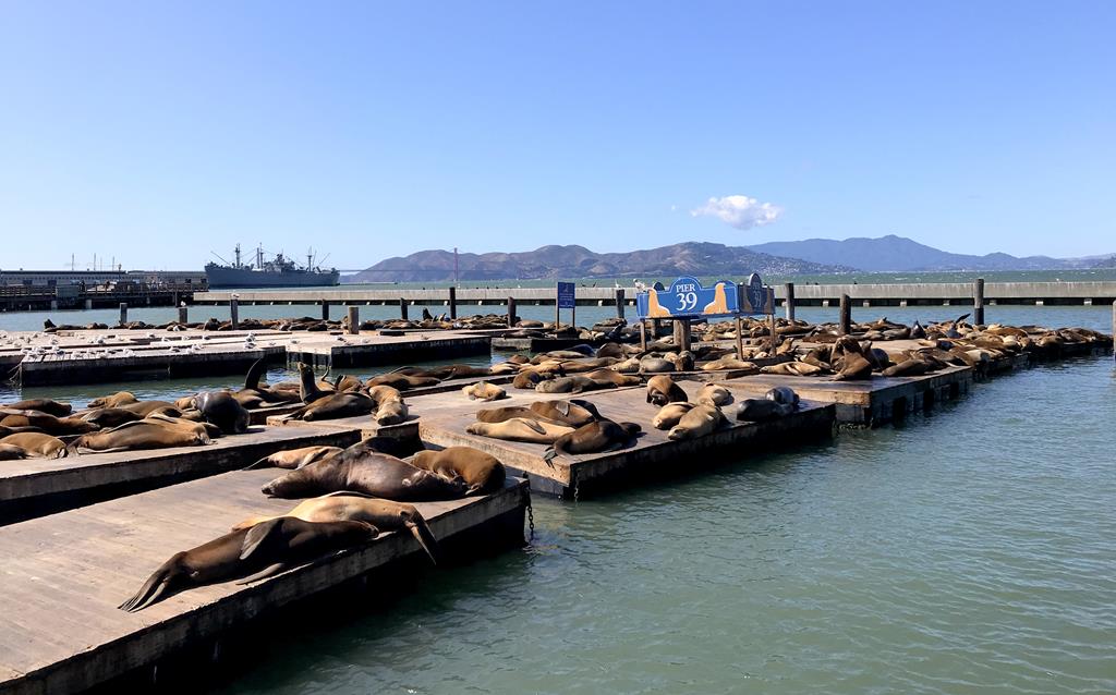 漁人碼頭 Fisherman’s Wharf