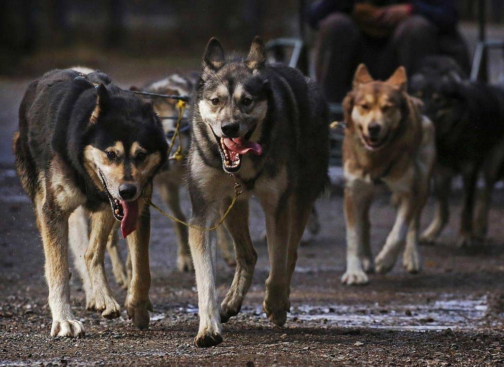 Dog Sledding
