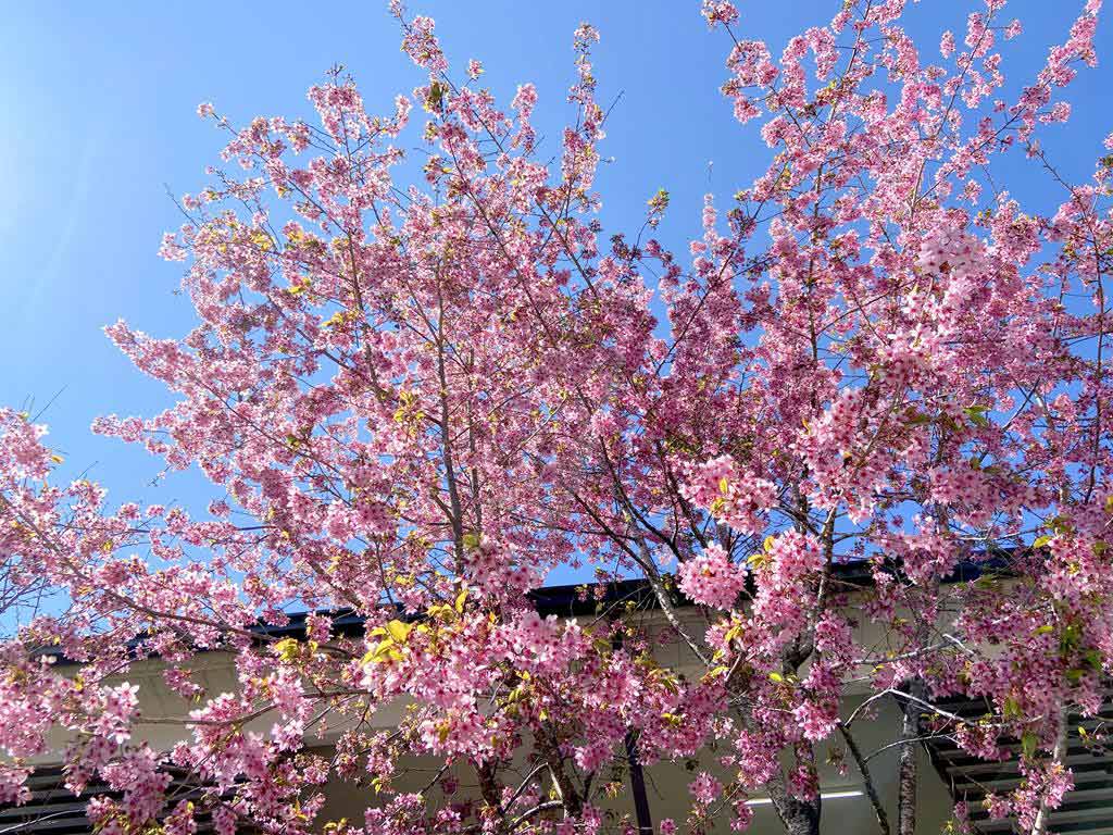 Alishan-cherry-blossom