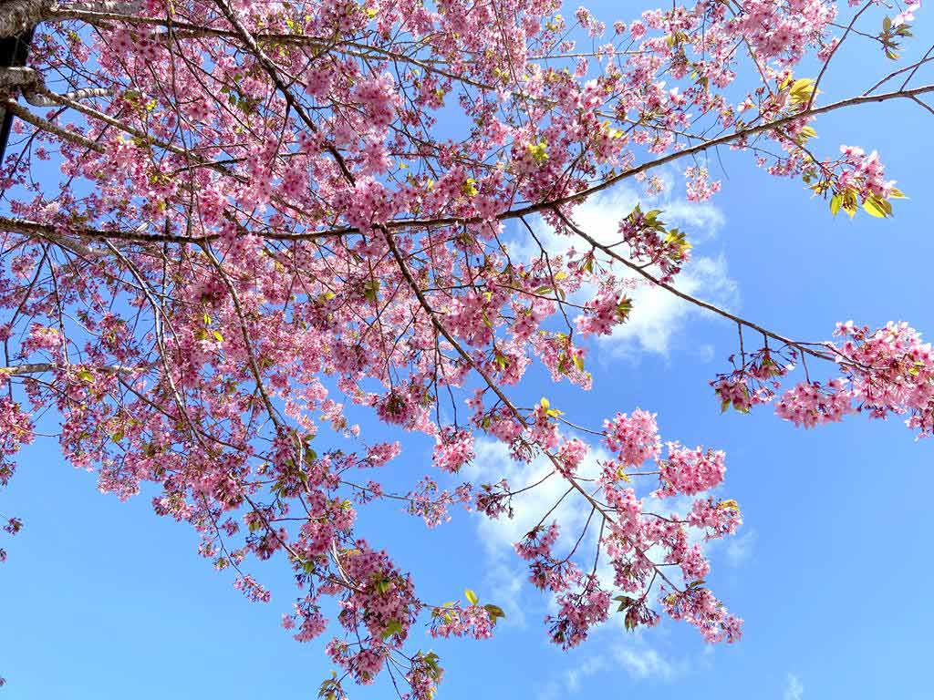 Alishan-cherry-blossom
