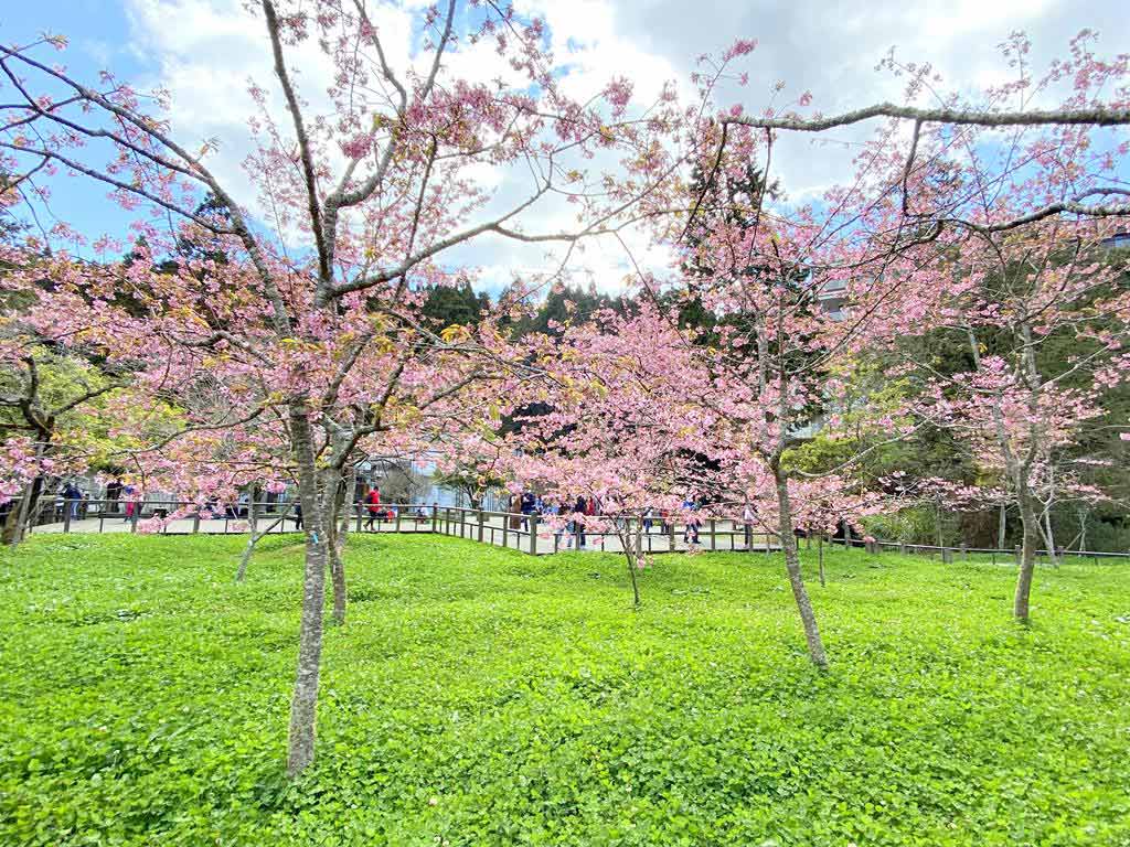 阿里山工作站前的廣場