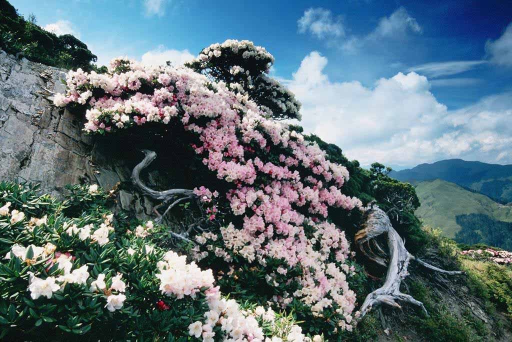 合歡山