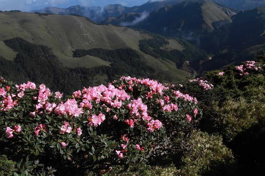 合歡東峰