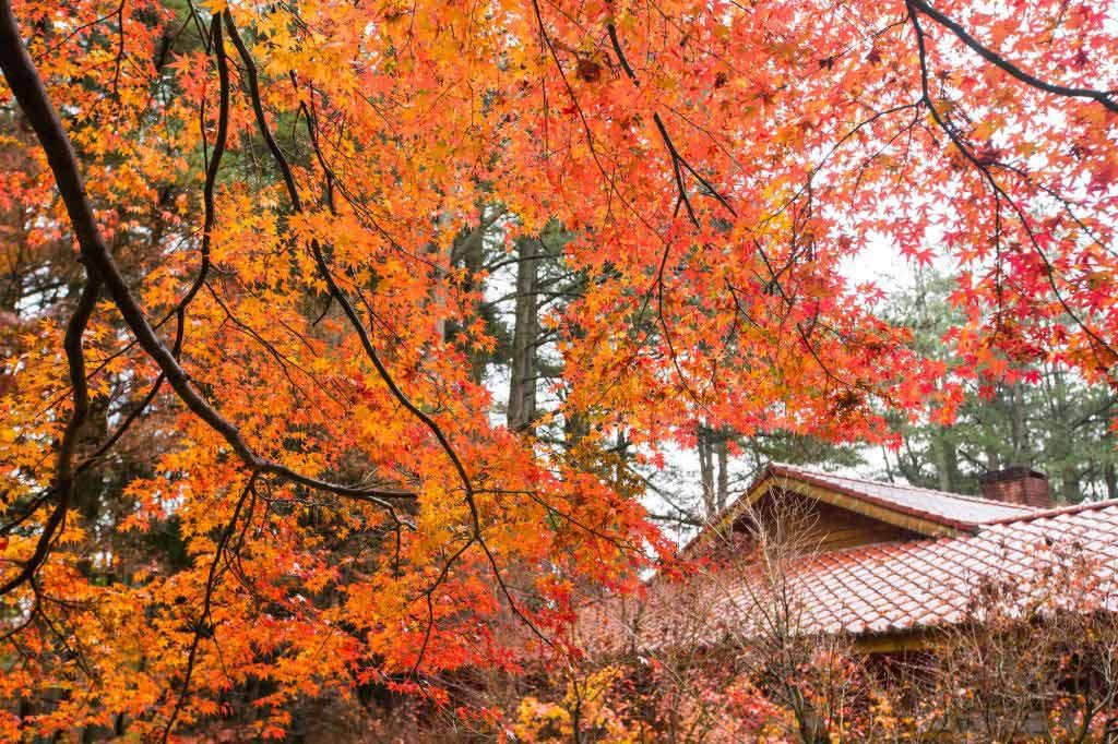 福壽山農場
