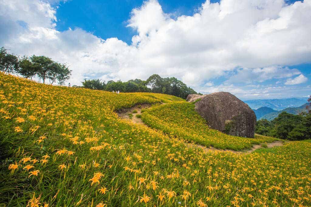 赤科山 金針花