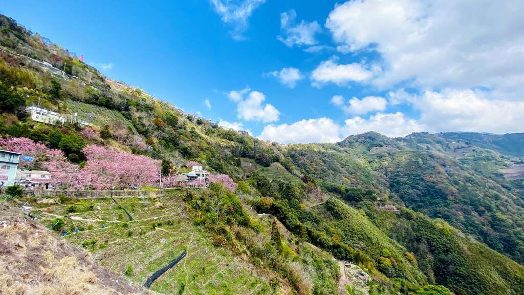 拉拉山 櫻花