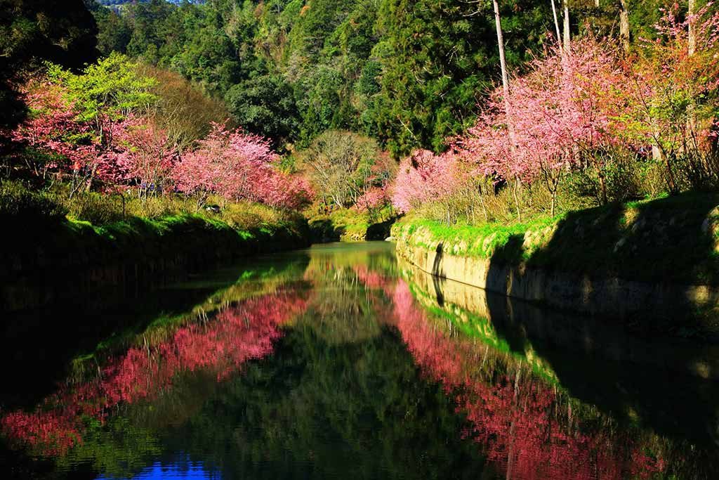 杉林溪 櫻花