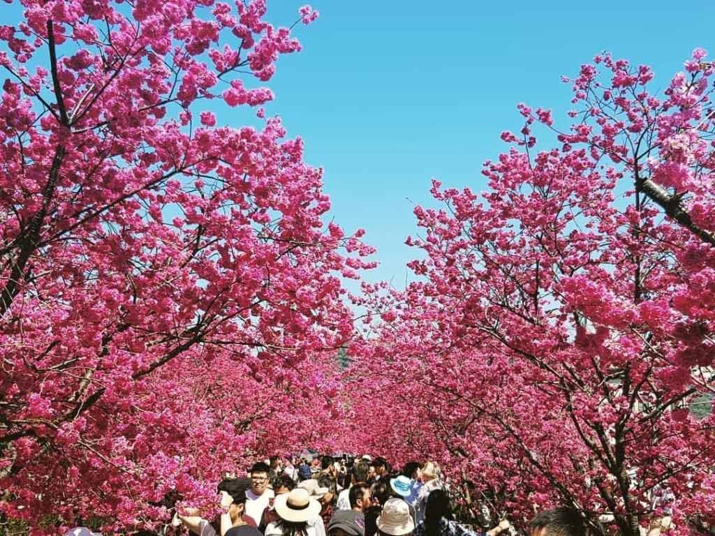 泰安櫻花