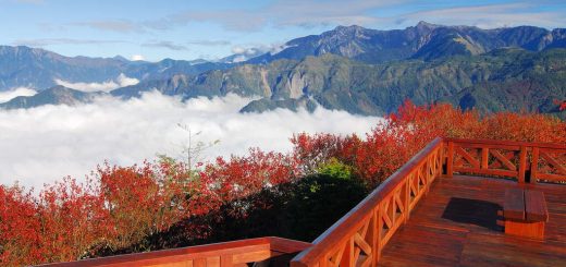 阿里山楓葉