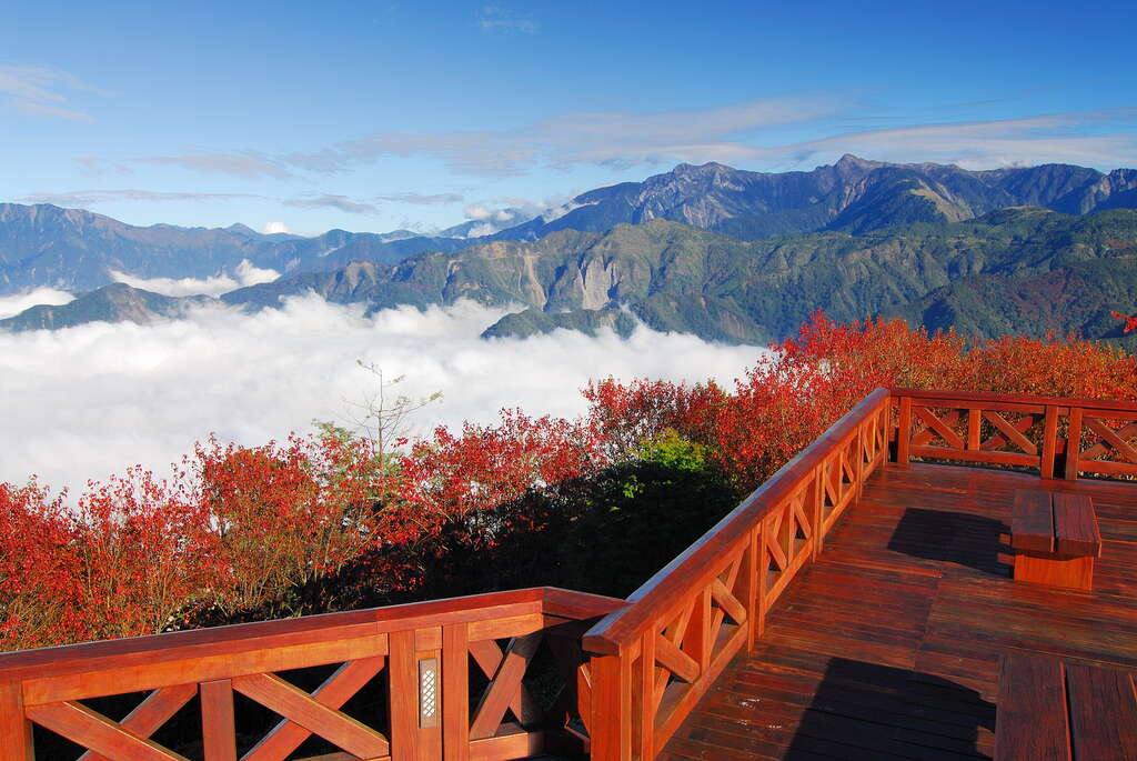 阿里山 楓葉
