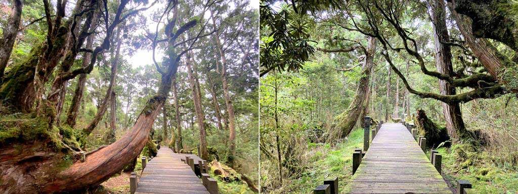 檜木原始林步道