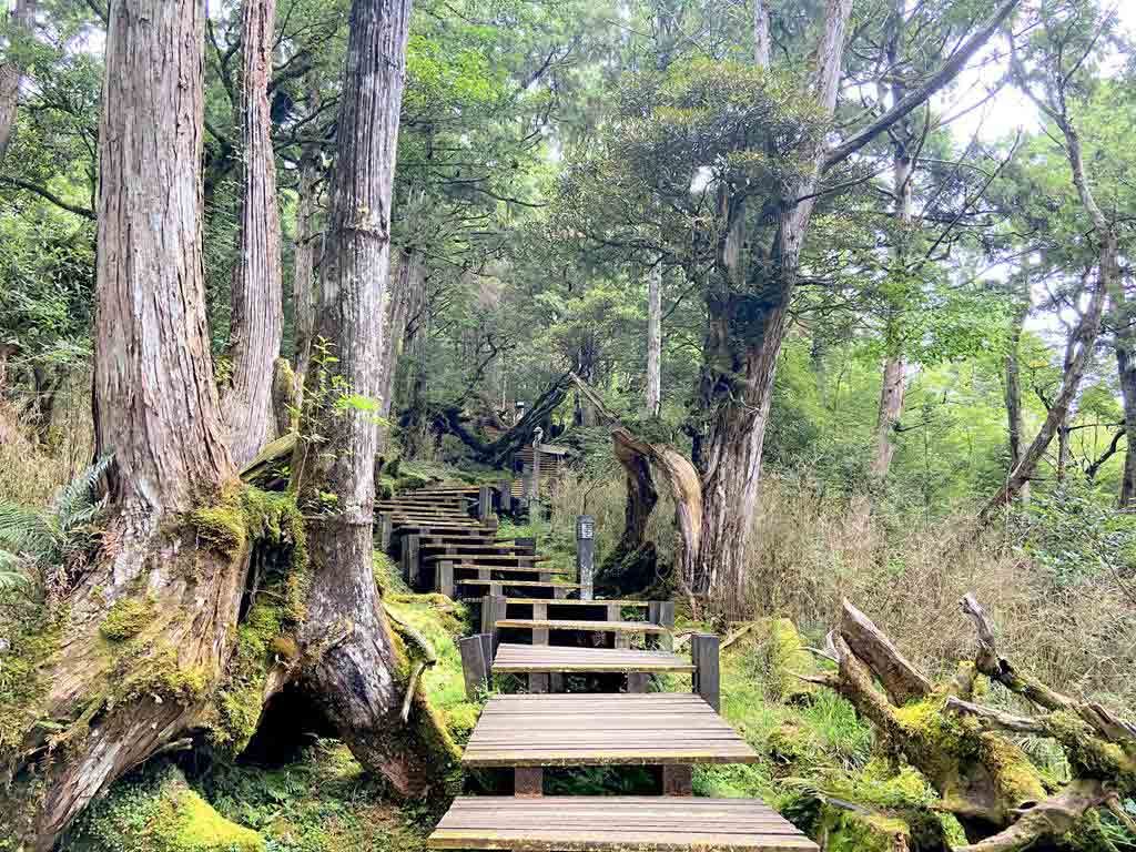 檜木原始林步道