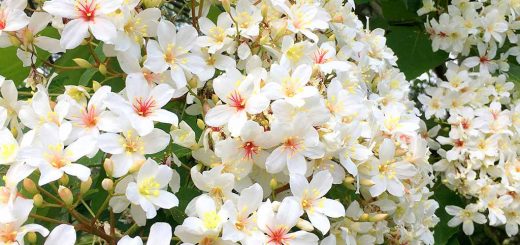 桐花季