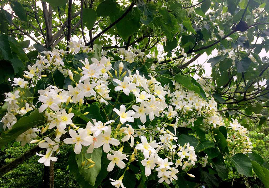 桐花