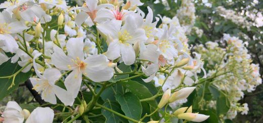 苗栗 桐花