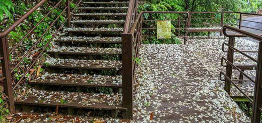 台北 桐花