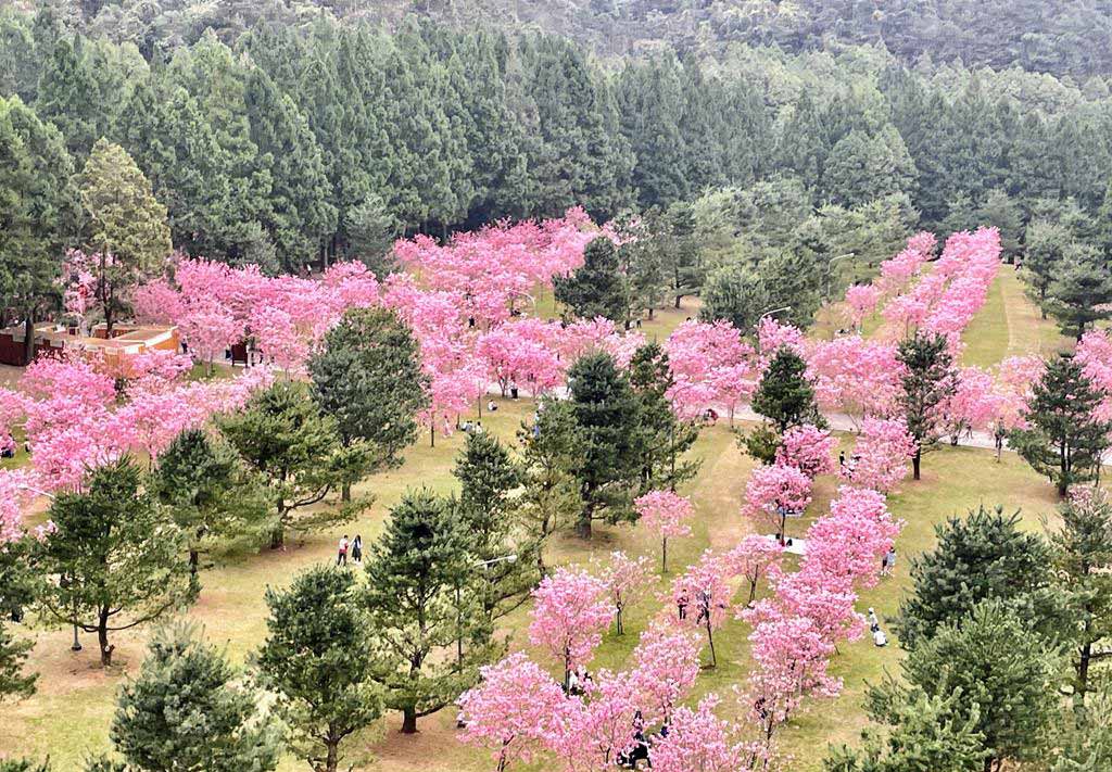 formosan-aboriginal-culture-village-cherry-blossom