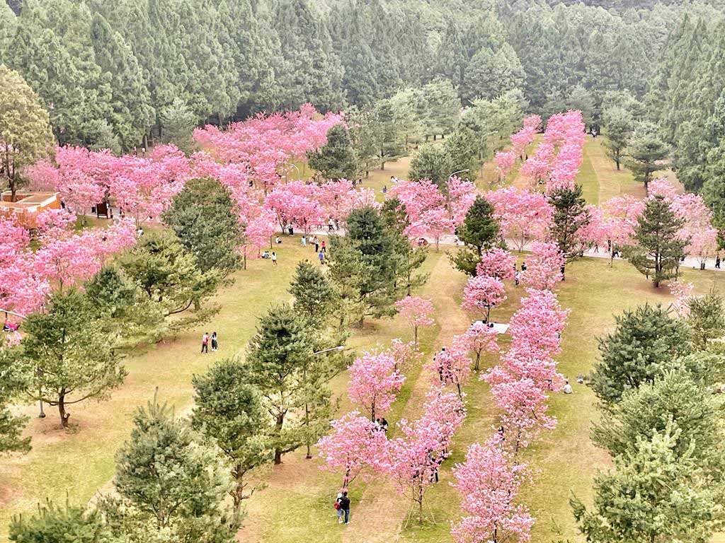 formosan-aboriginal-culture-village-cherry-blossom