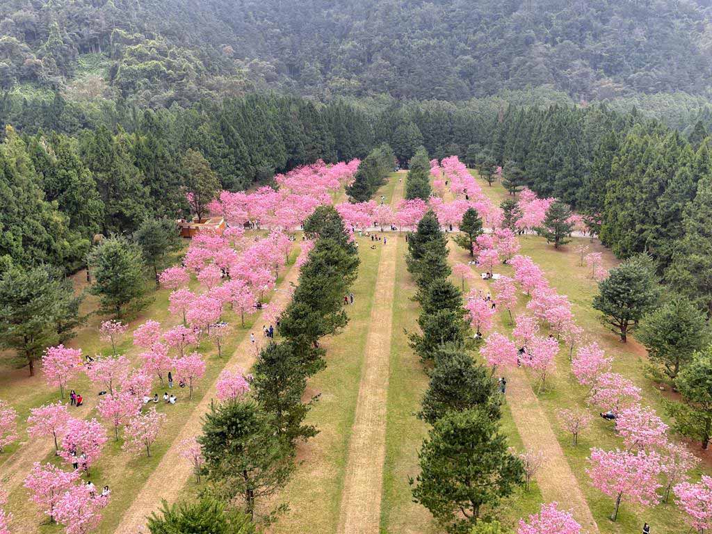 formosan-aboriginal-culture-village-cherry-blossom