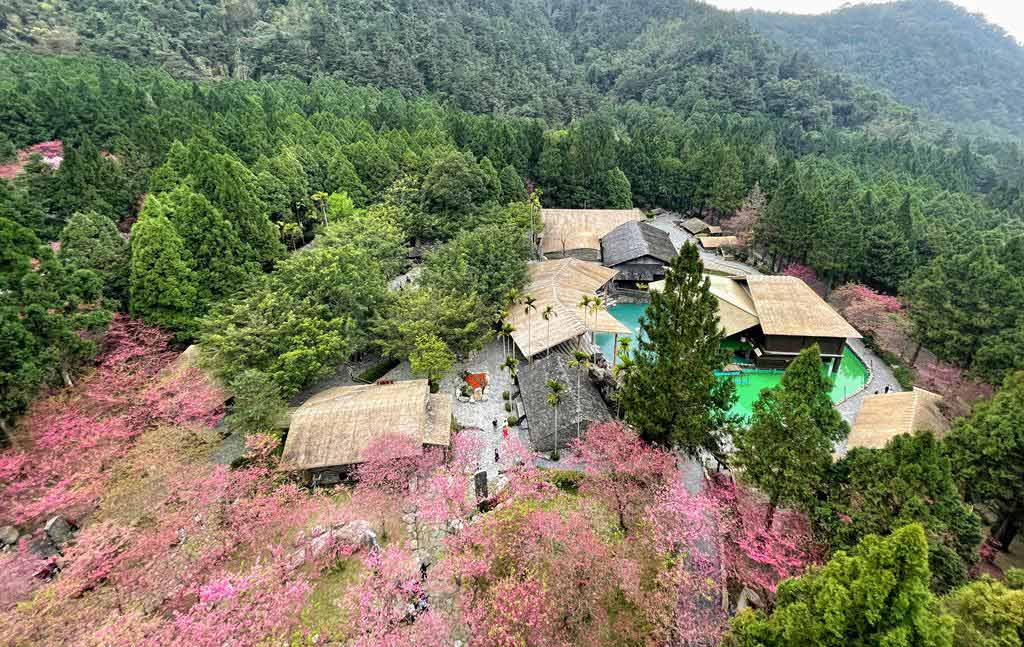 formosan-aboriginal-culture-village-cherry-blossom