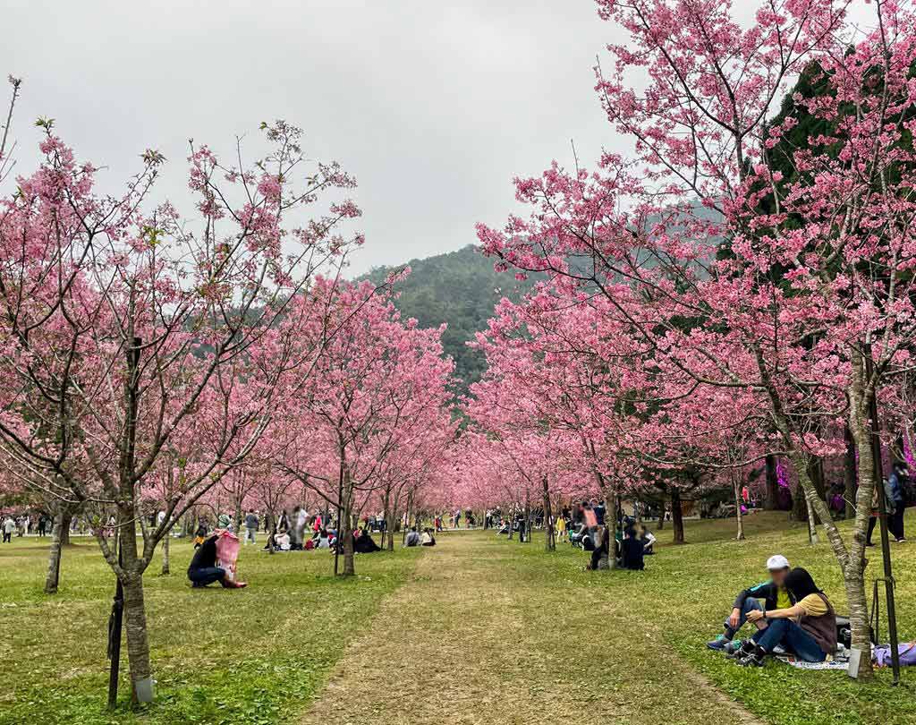 formosan-aboriginal-culture-village-cherry-blossom