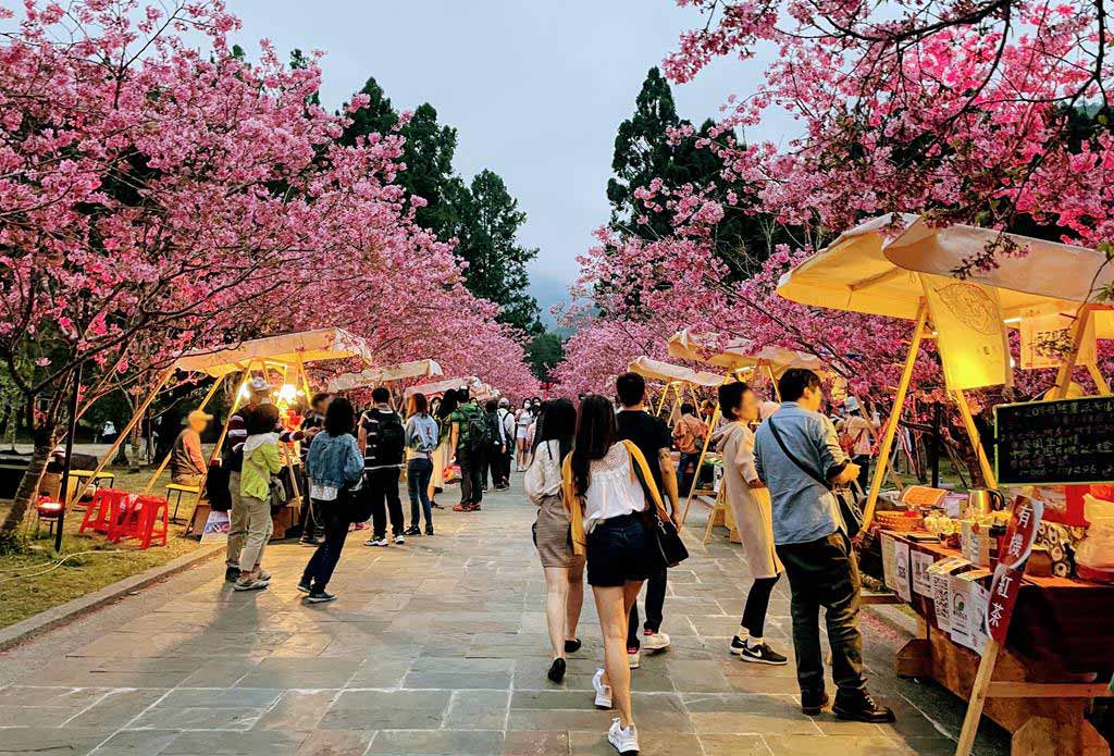 formosan-aboriginal-culture-village-cherry-blossom