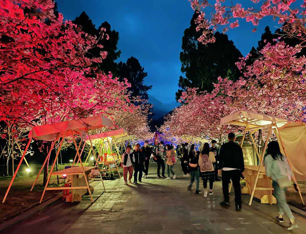 formosan-aboriginal-culture-village-cherry-blossom