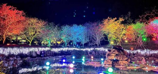 formosan-aboriginal-culture-village-cherry-blossom