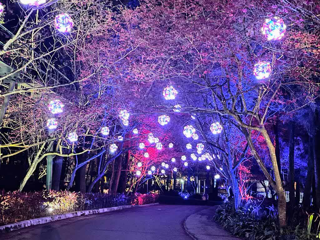 formosan-aboriginal-culture-village-cherry-blossom