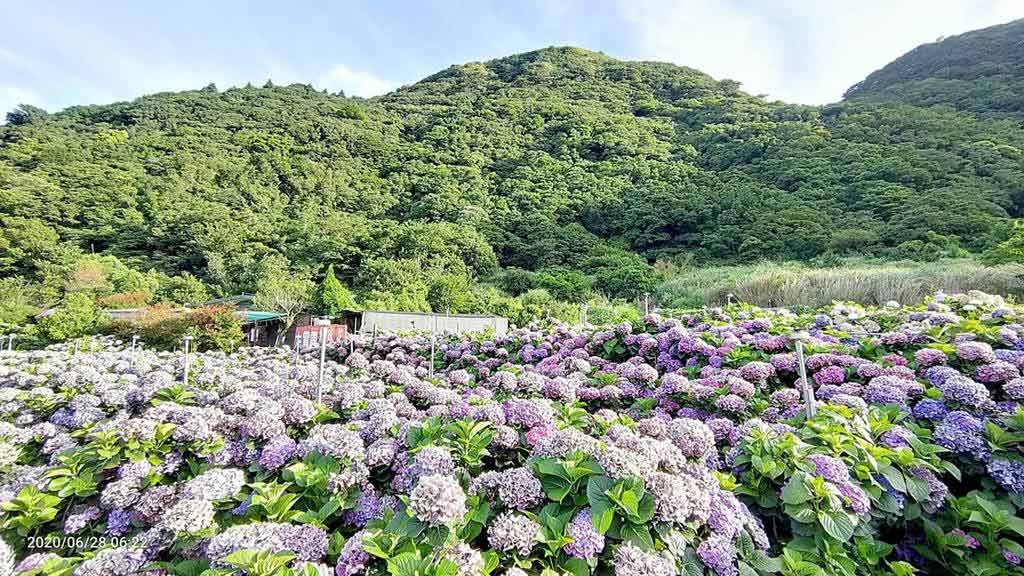 大賞園繡球花