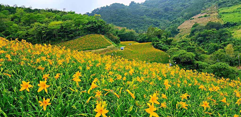 台東知本天山農場金針花