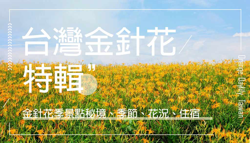 金針花季
