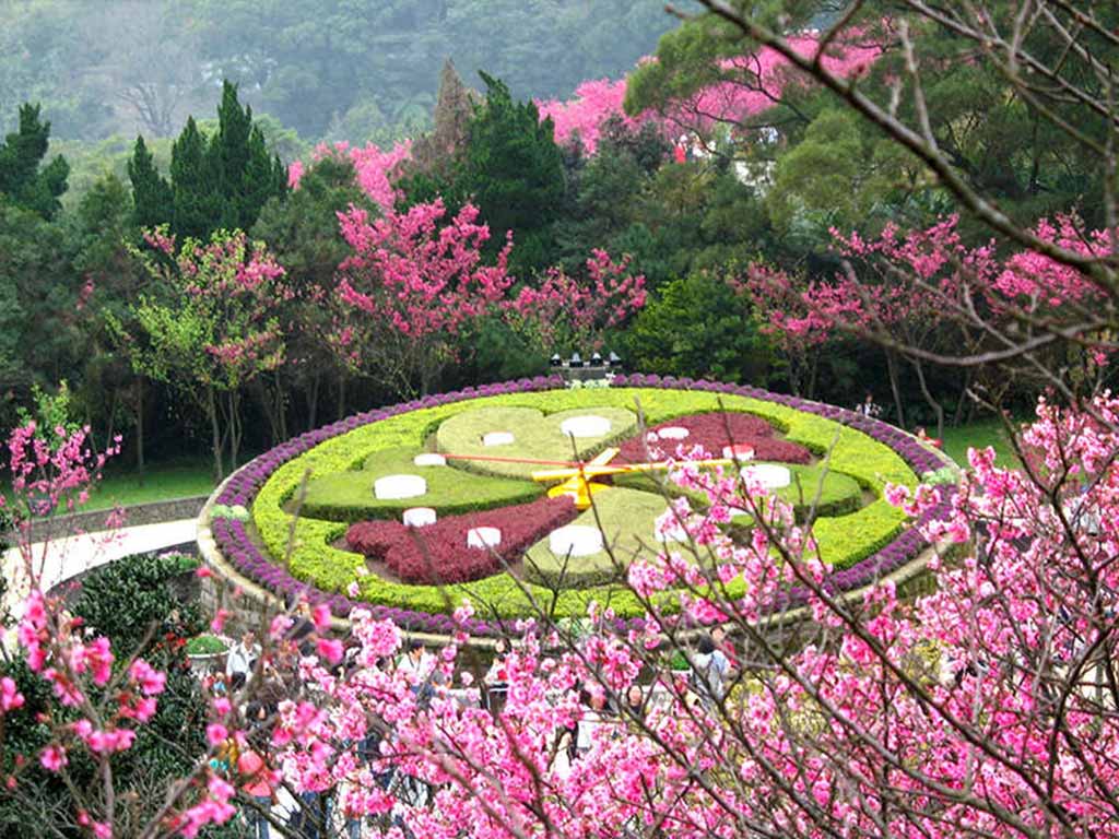 陽明山 櫻花 1