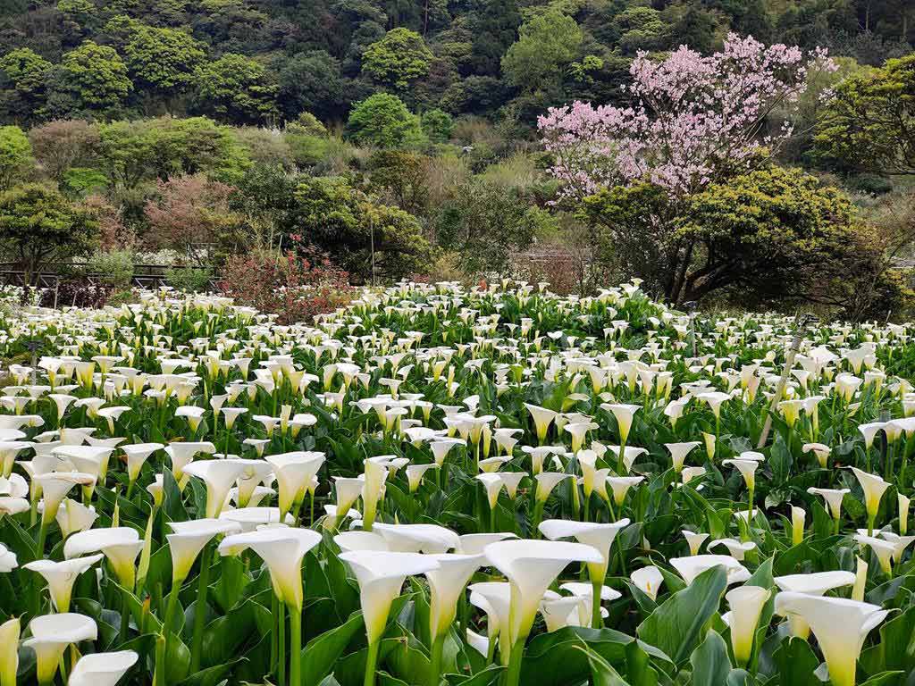 苗榜海芋花園餐廳