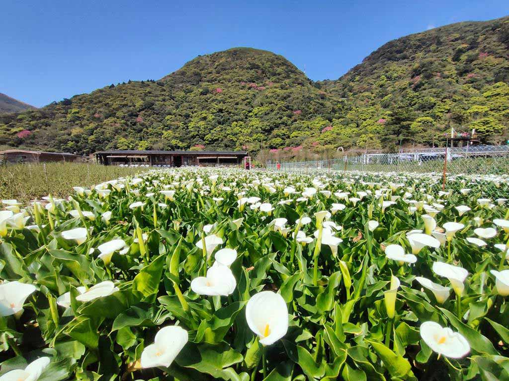 財福海芋田