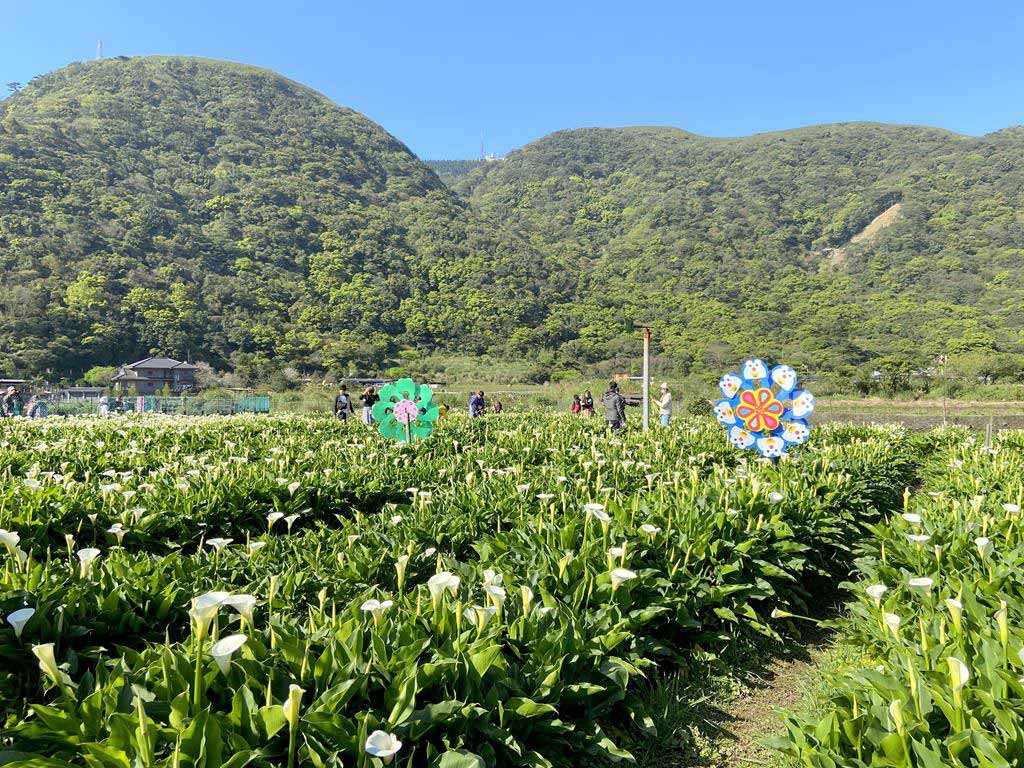 陽明山海芋