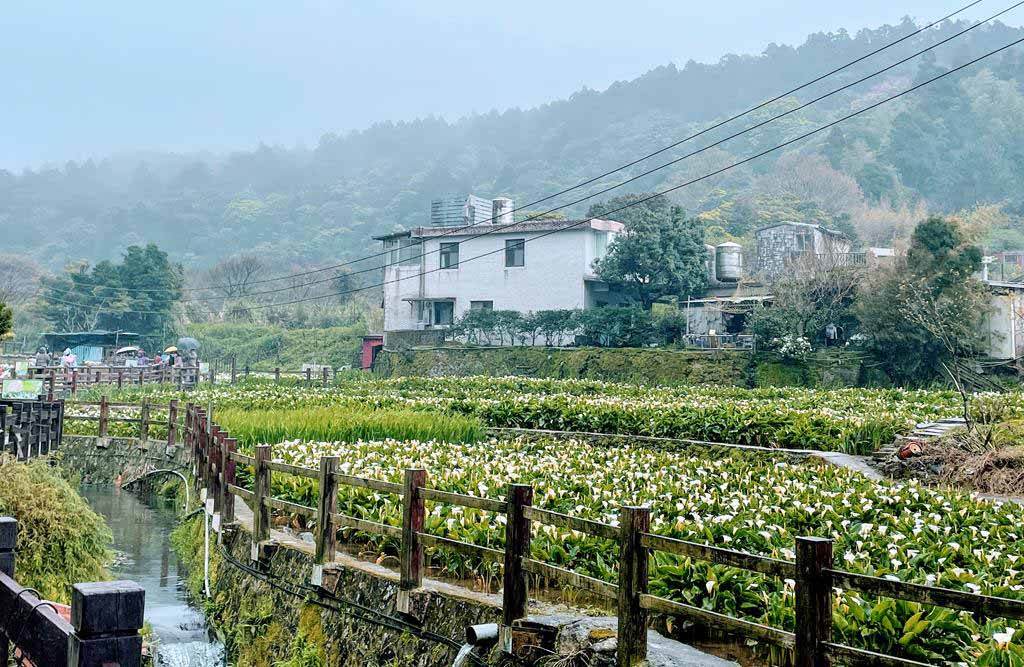 陽明山 海芋