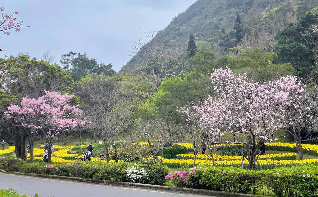 陽明山花季 4