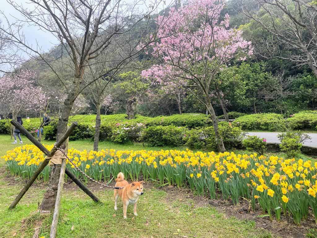 陽明山花季