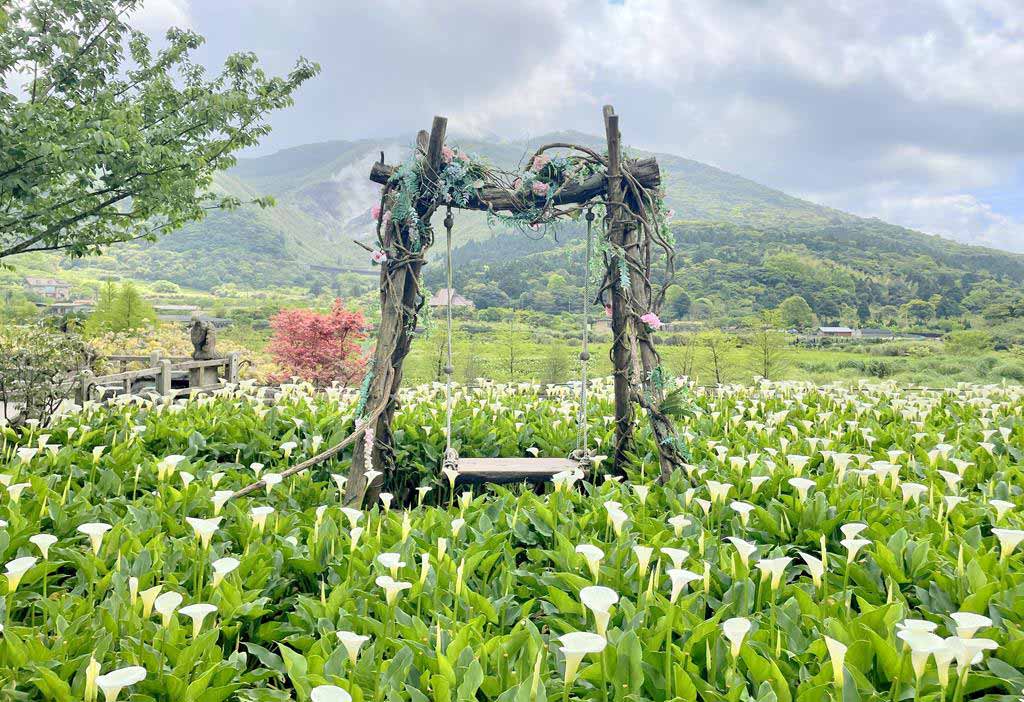 陽明山海芋