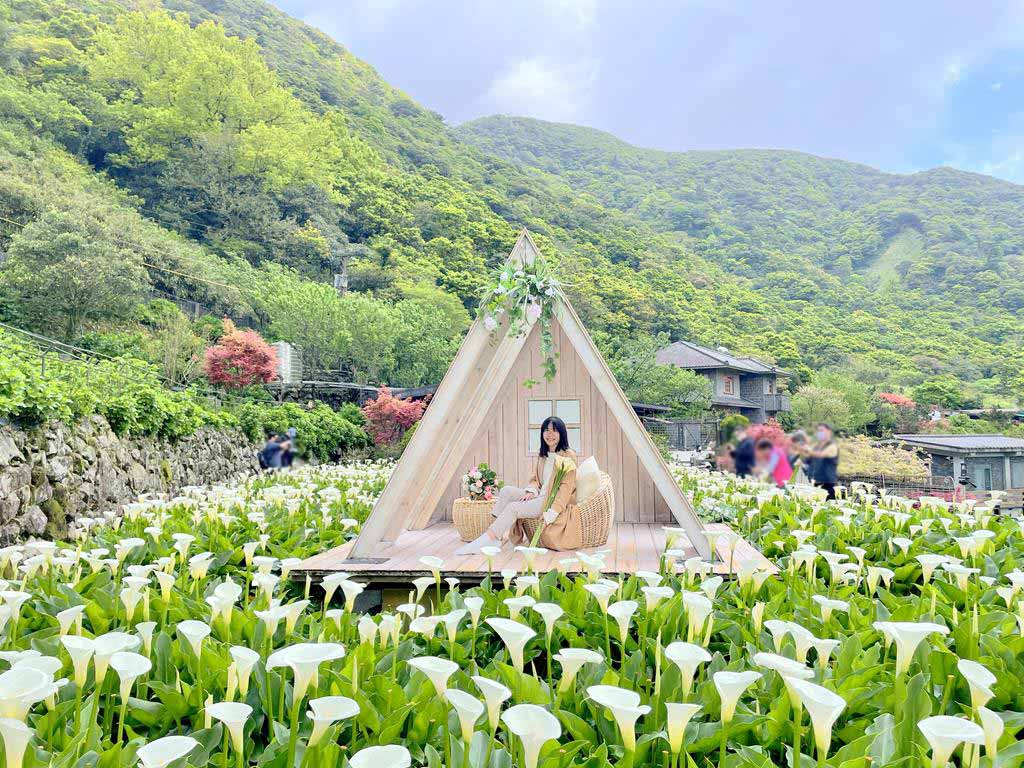 陽明山海芋