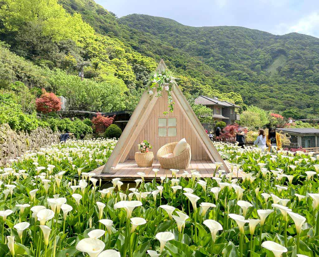 名陽匍休閒農莊 陽明山海芋
