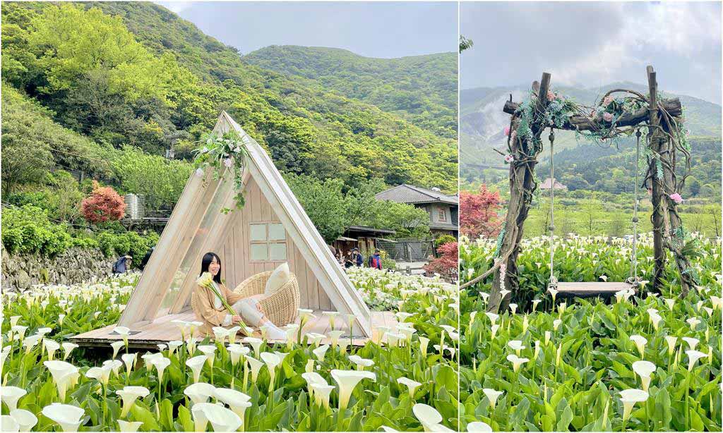 陽明山海芋