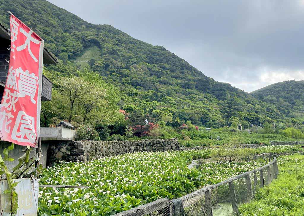 大賞園海芋