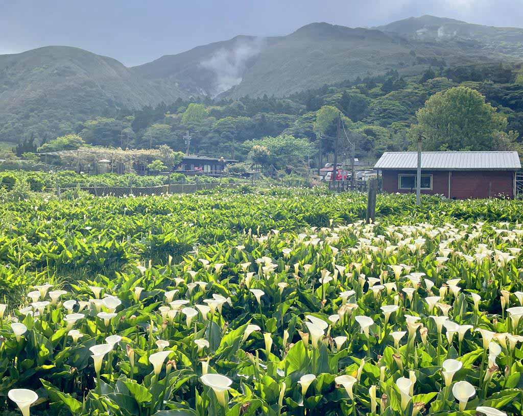 陽明山海芋