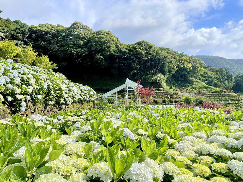大梯田 繡球花