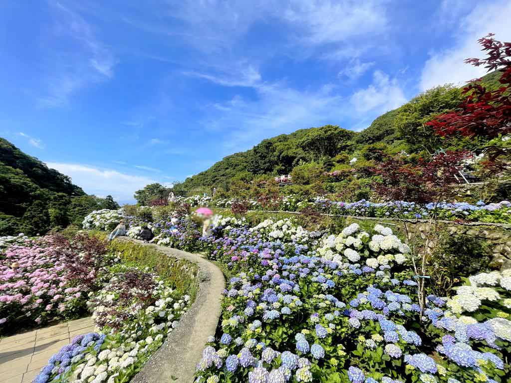 大梯田 繡球花